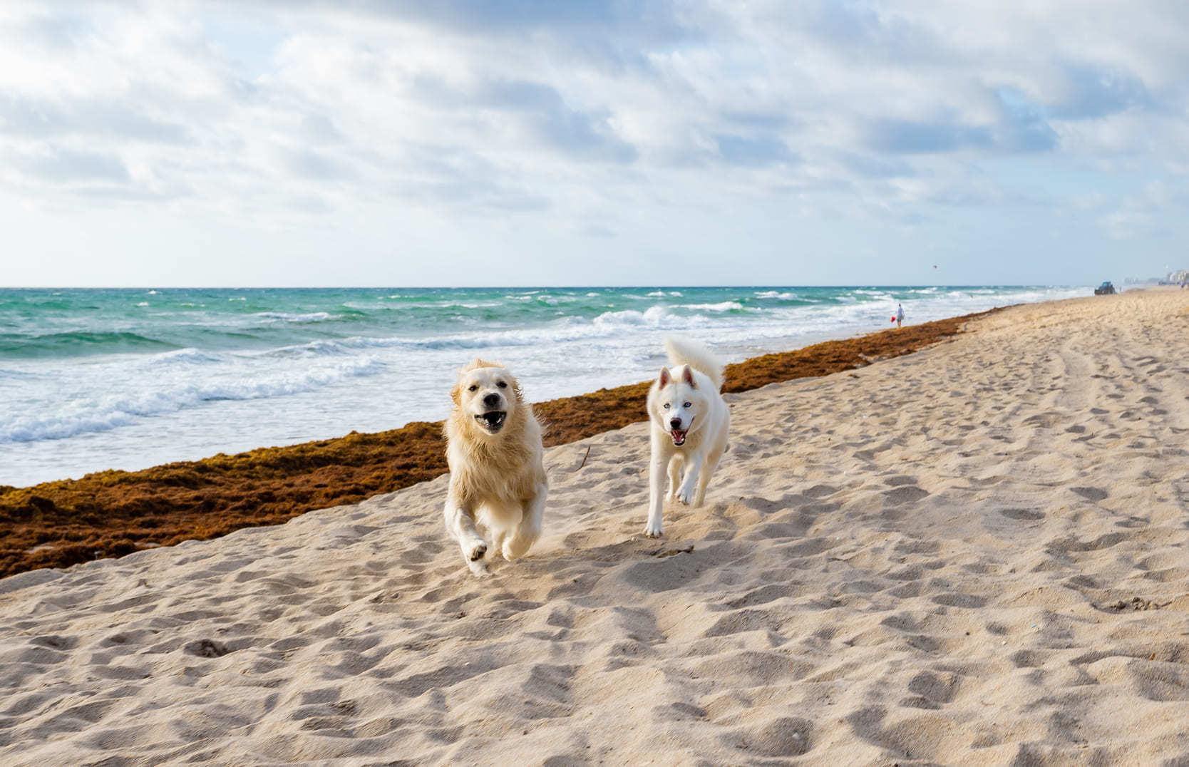 Dogs running on the beach in Florida